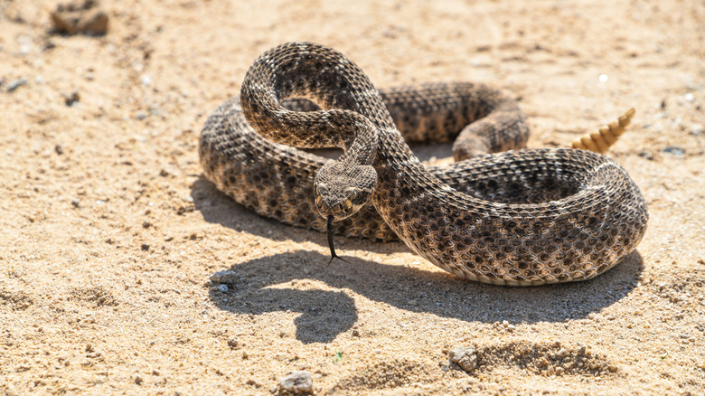 Serpiente de cascabel del Oeste