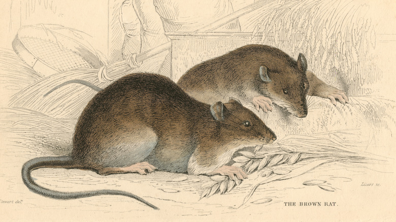 Ilustración de dos ratas marrones