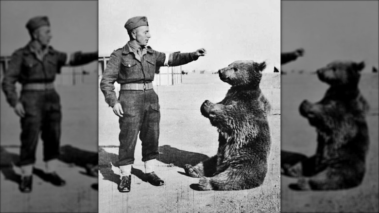 Wojtek, el oso, sentado frente a un soldado