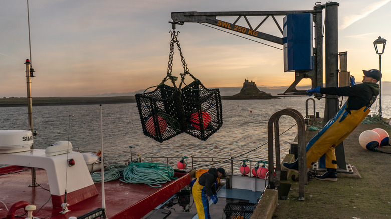 Pescador de cangrejos trabajando en el muelle