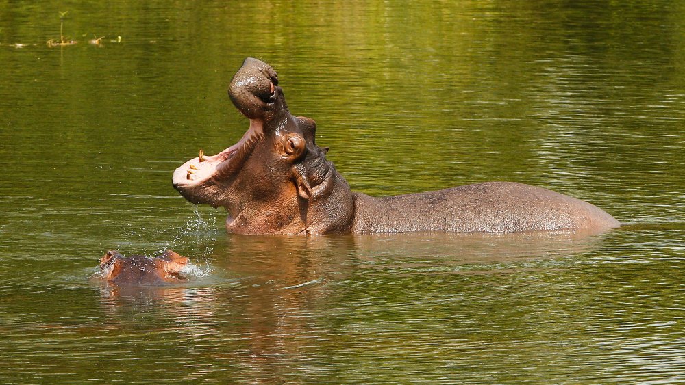 Hipopótamos en el agua