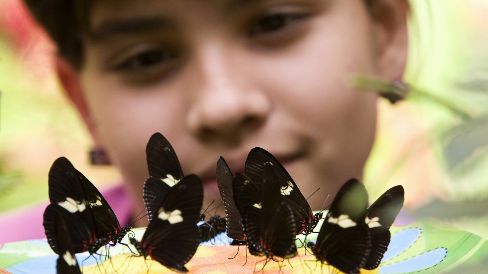 Mariposa Heliconius