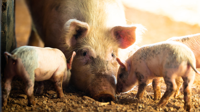Restos de animales y un montón de cuerpos