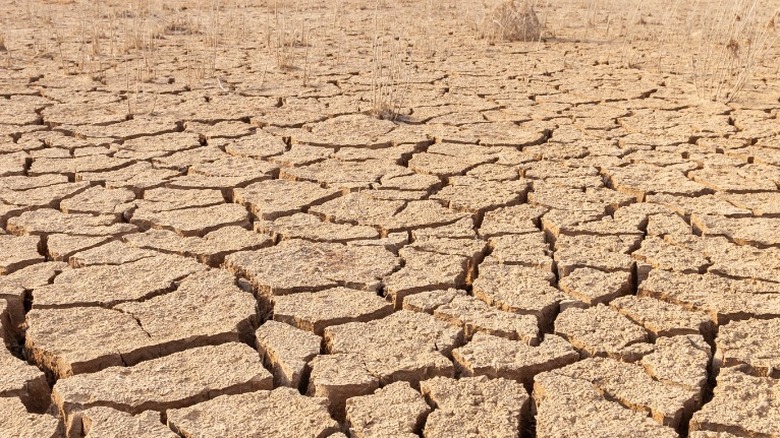 suelo agrietado por la sequía