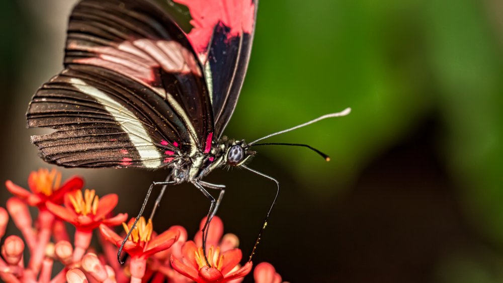 Mariposa Heliconius