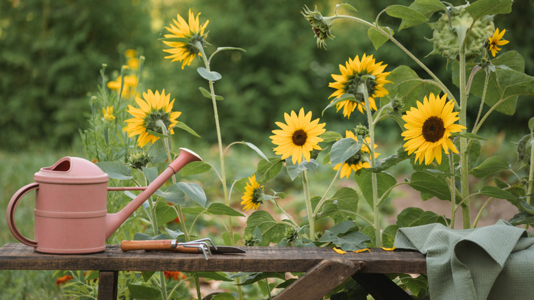 Girasoles y una regadera