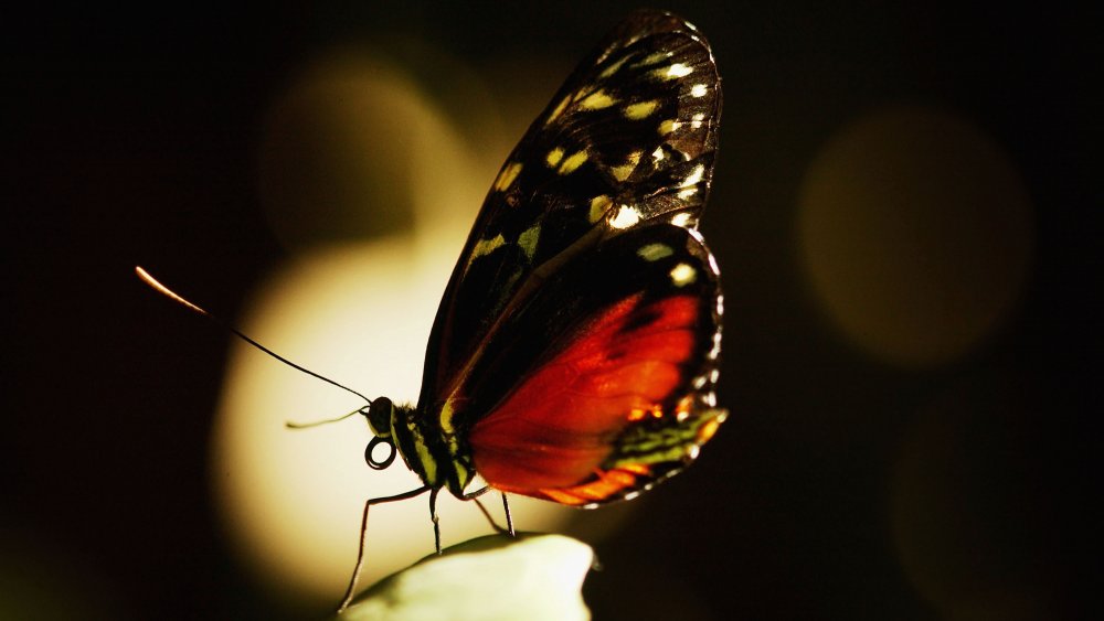 Estas Mariposas Cambian lo Que los Científicos Piensan de la Evolución