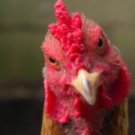 La raza de gallina más agresiva del mundo