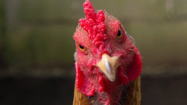 La raza de gallina más agresiva del mundo