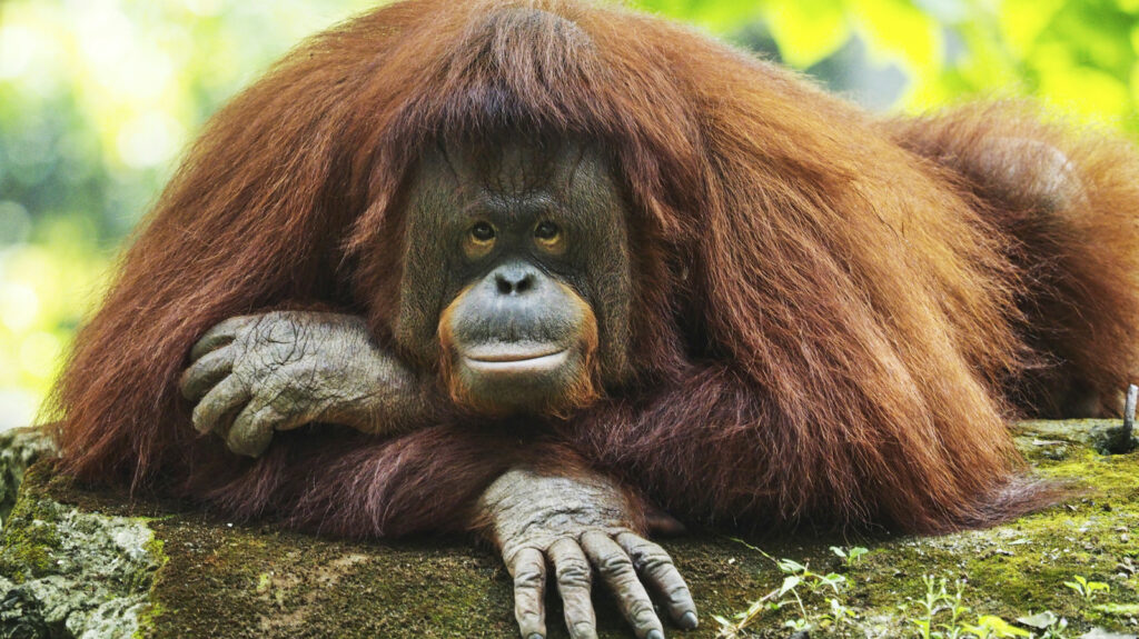 Las 3 teorías principales sobre la extinción del más grande simio