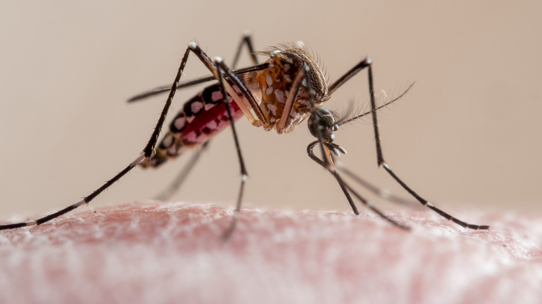 Mosquito del paludismo