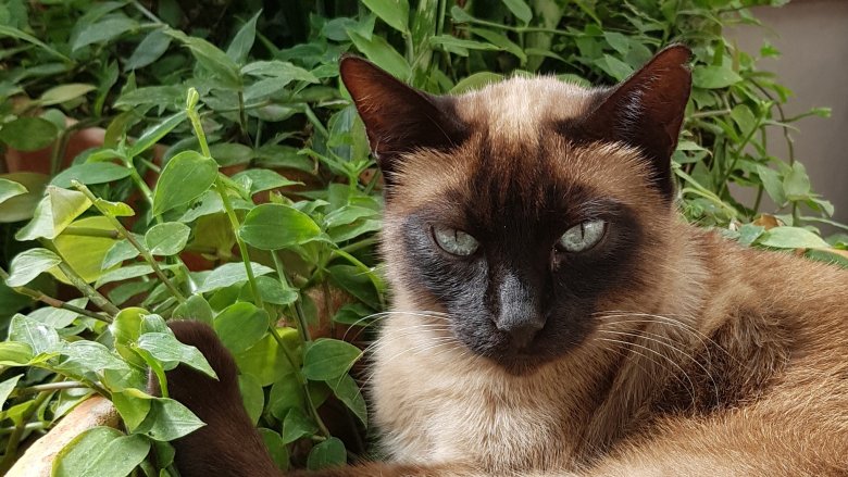 Las Plantas Tóxicas Para Gatos en Casa que Debes Conocer