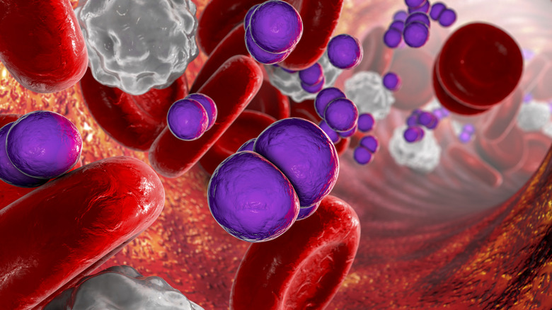 Ilustración de bacterias en la sangre