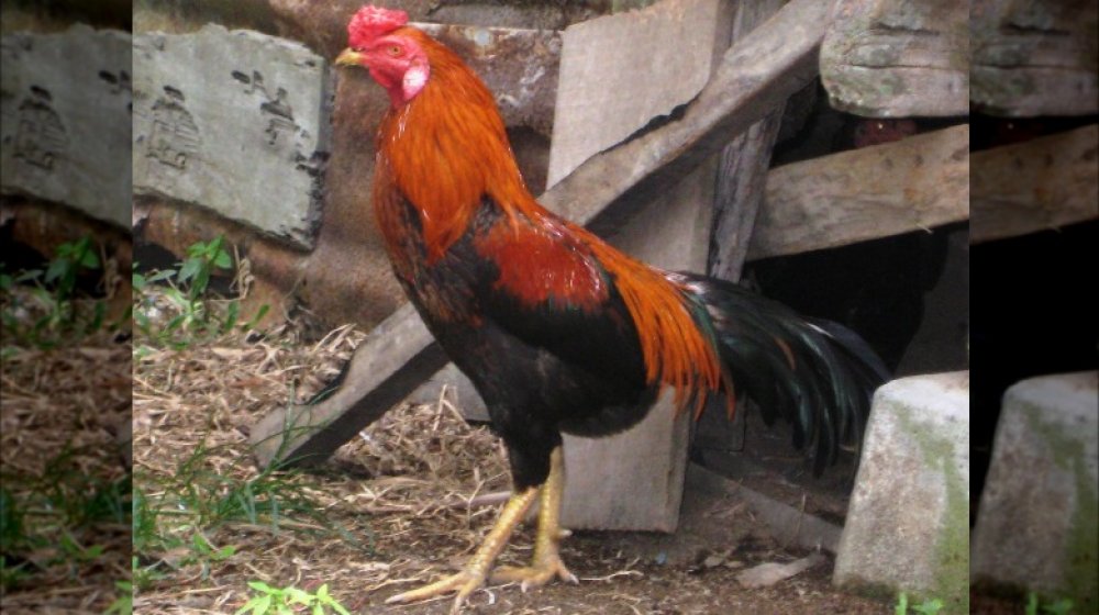 Gallina Malay