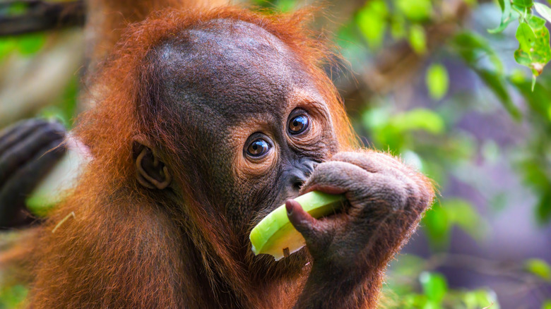 Cría de orangután comiendo fruta