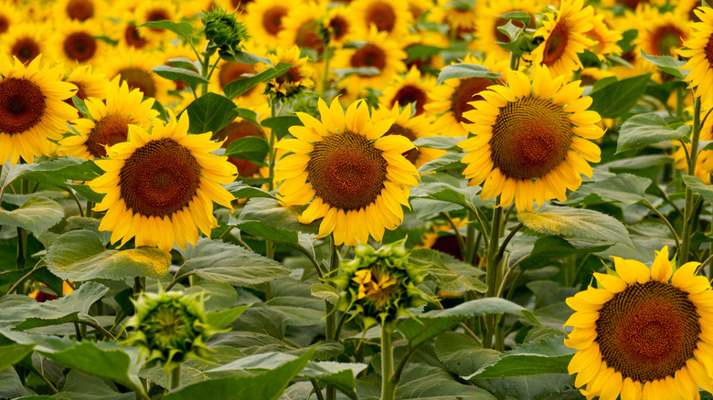 Campo de girasoles
