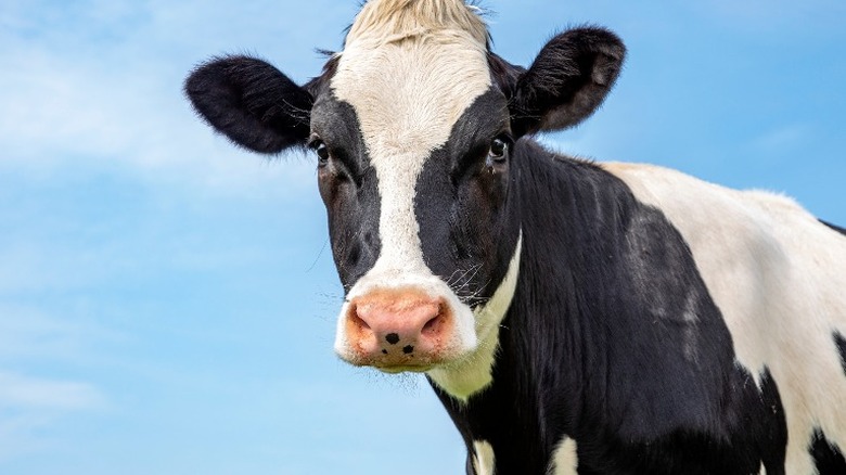 Vaca en el pasto