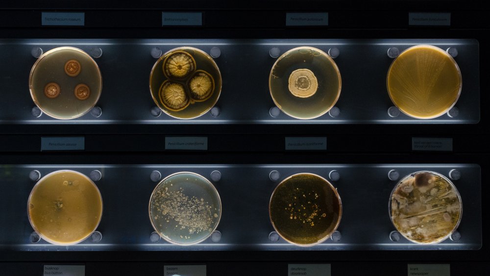Células de bacterias en un teléfono móvil