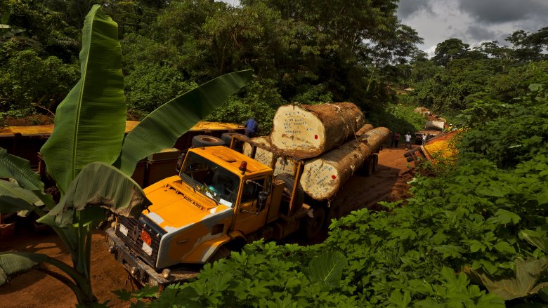 Bosque del Congo