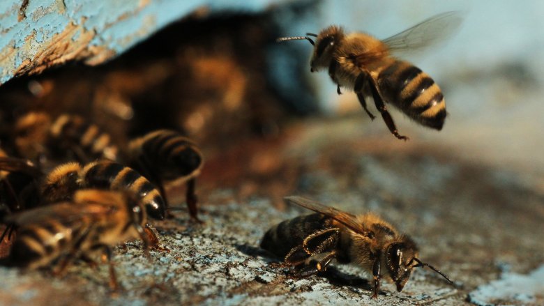 Primer plano de abejas agrupadas en la madera
