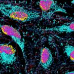 La controvertida verdad sobre Henrietta Lacks