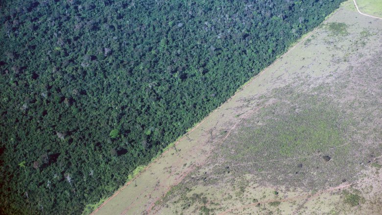 Bosque lluvioso del Amazonas